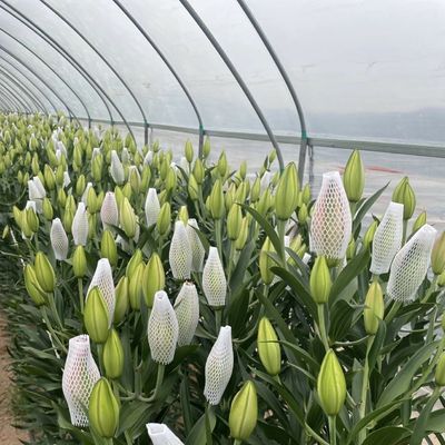 Sistema di coltivazione di coccopee in serra in galleria per pomodori e fragole Spedizione rapida