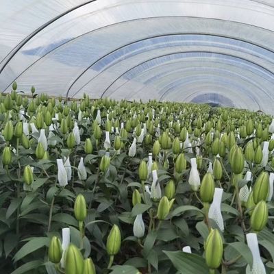 Sistema innovativo di serra a galleria per irrigazione a goccia con rimborso di 30 giorni
