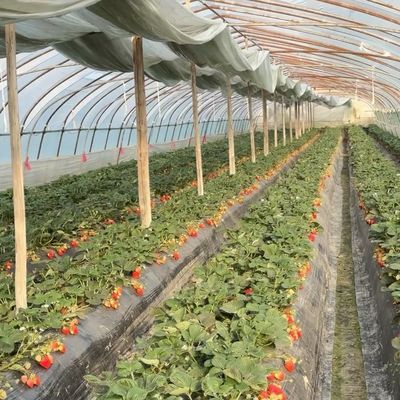 Sistema innovativo di serra a galleria per irrigazione a goccia con rimborso di 30 giorni