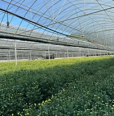 Serra a pellicola multi-span con raffreddamento/ombreggiamento/irrigazione