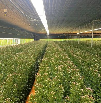 Serra a pellicola multi-span con raffreddamento/ombreggiamento/irrigazione