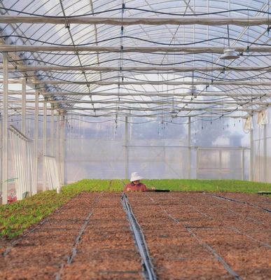 Serra a pellicola multi-span con raffreddamento/ombreggiamento/irrigazione