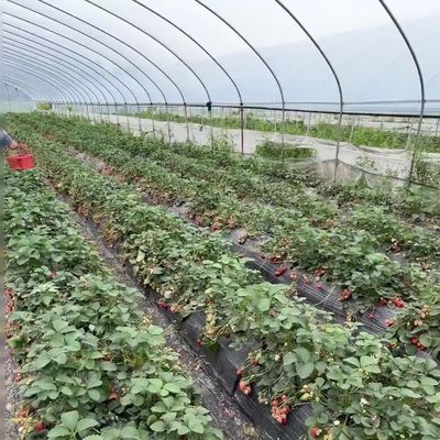 Sistema di coltivazione idroponica in serra con tunnel ad arco multi-span
