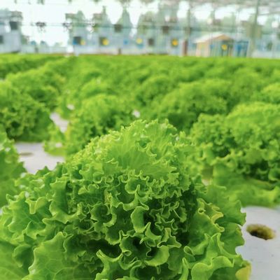 Materiale per la copertina del film Agricoltura Soluzione in serra per la produzione di grandi raccolti