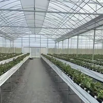 Sistema di coltivazione idroponica di ortaggi in serra multi-span per struttura in acciaio 20.000kg