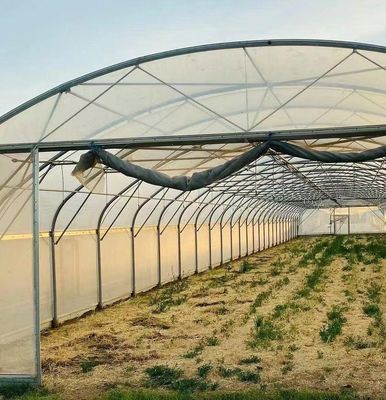 Serra a luce solare per piantare capsicum Metodo avanzato di coltivazione delle verdure