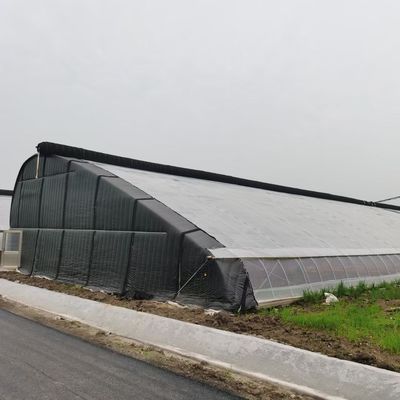 Serra a luce solare per piantare capsicum Metodo avanzato di coltivazione delle verdure