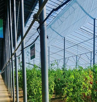 Serra a luce solare per piantare capsicum Metodo avanzato di coltivazione delle verdure