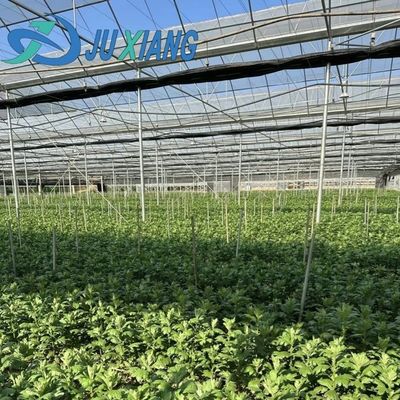Serra a luce solare per piantare capsicum Metodo avanzato di coltivazione delle verdure