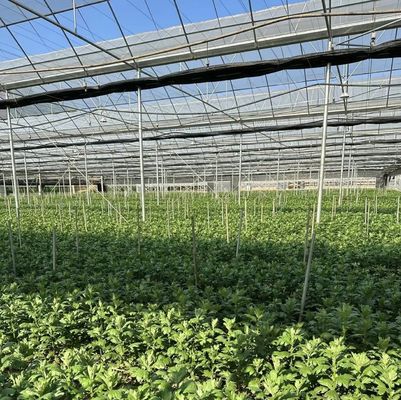 50.00cm * 60.00cm * 50.00cm Dimensione del pacchetto Sistema di irrigazione a goccia per tubi in PVC durevole