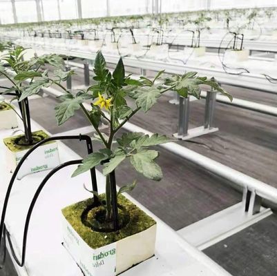 Serra a doppio arco personalizzata per verdure personalizzate alle vostre esigenze