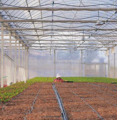 Serra a pellicola multi-span per l'agricoltura pacchetto Peso lordo di 20.000 kg e conveniente