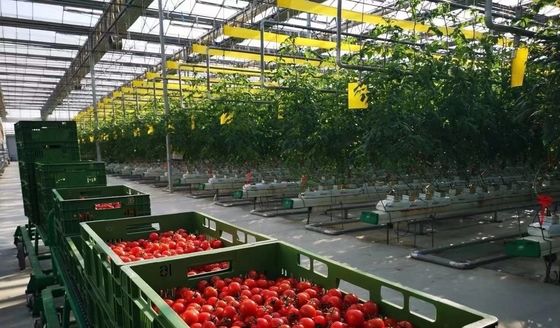 Richiesta personalizzata Vibratore di neve serra per la coltivazione di capsicum in moneta statunitense