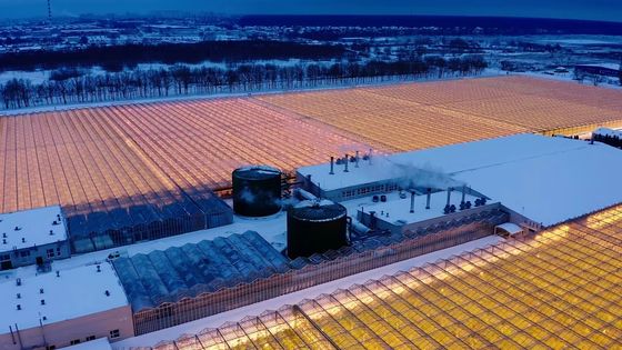 Coltivazione di funghi a tetto ad arco Luce solare Serra pacchetto Peso lordo 1000.000kg
