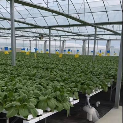 Serra a pellicola multi-span per la coltivazione 20.000 kg Pacco Peso lordo Ritorni facili