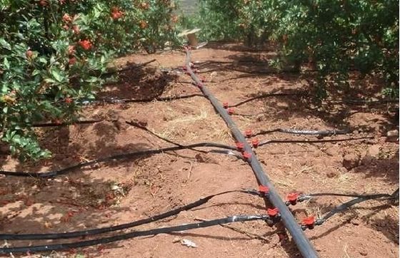 Origine Serra a doppio arco per capsicum Costo di spedizione e produzione Serra