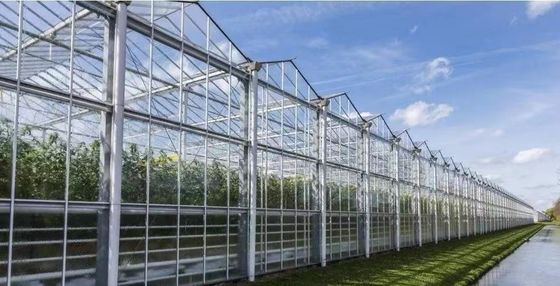 Origine Serra a doppio arco per capsicum Costo di spedizione e produzione Serra