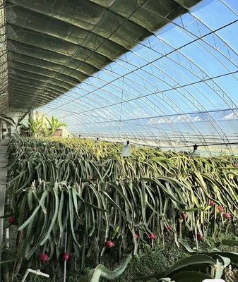 Origine Serra a doppio arco per capsicum Costo di spedizione e produzione Serra