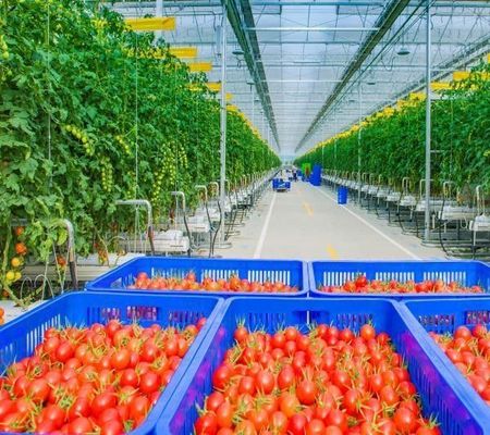 Vibratore per neve per la coltivazione di pomodori da frutto