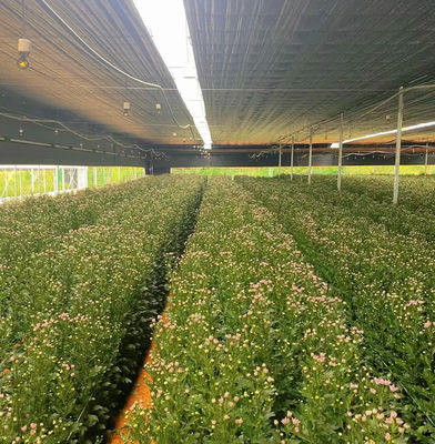 Tunnel commerciale a serre multi-span con pellicola di plastica e verdure idroponiche