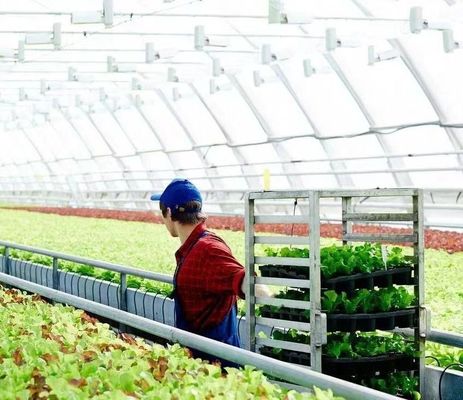 Vibratore di neve personalizzato Serra per la piantagione di pomodori singolo o multi-Span grande