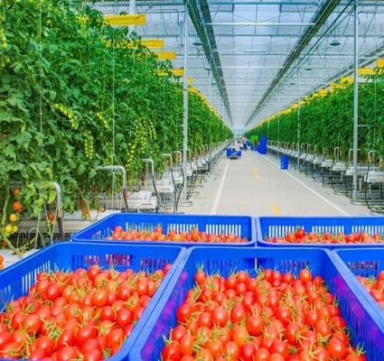 Vibratore di neve personalizzato Serra per la piantagione di pomodori singolo o multi-Span grande