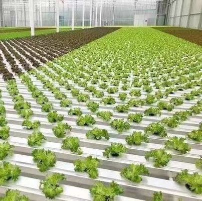 Serra di acciaio di plastica a doppio arco per la progettazione delle verdure