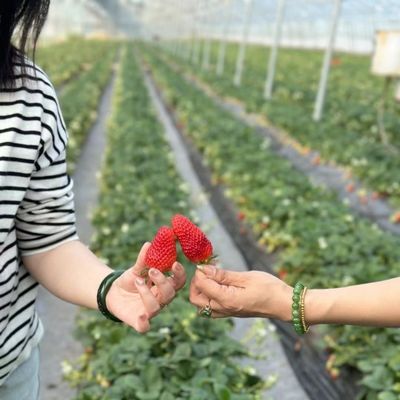 Soluzione di serra agricola per tubi d'acqua con film e US 20/metro quadrato