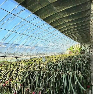 Serra a doppio strato a luce solare moderna su misura per le esigenze di piantagione di funghi