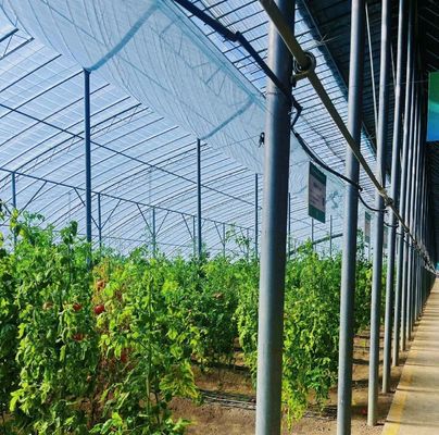 Serra a doppio strato a luce solare moderna su misura per le esigenze di piantagione di funghi