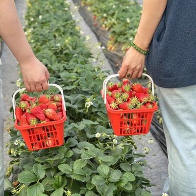 Grandi impianti agricoli ad irrigazione a goccia serra 50,00cm * 60,00cm * 50,00cm Pagamento completo