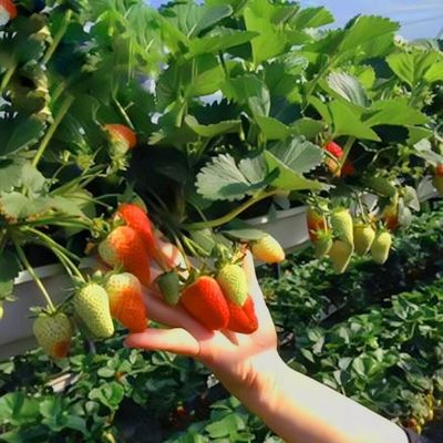 Pagamento iniziale JX-A0050 Serra agricola per tubi d'acqua per la produzione di ortaggi