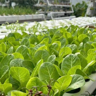 Pagamento iniziale JX-A0050 Serra agricola per tubi d'acqua per la produzione di ortaggi