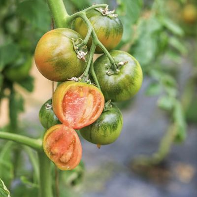 Serra a pellicola multi-span personalizzata per piantare fiori 30 giorni garanzia di rimborso