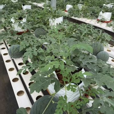 Serra a pellicola multi-span personalizzata per piantare fiori 30 giorni garanzia di rimborso