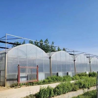 Stati Uniti Serra multi-span a pagamento completo con sistema di irrigazione a goccia e pagamento iniziale
