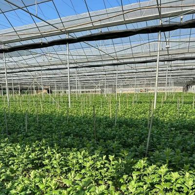 Stati Uniti Serra multi-span a pagamento completo con sistema di irrigazione a goccia e pagamento iniziale