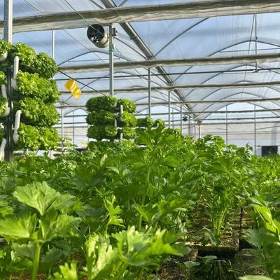 Stati Uniti Serra multi-span a pagamento completo con sistema di irrigazione a goccia e pagamento iniziale