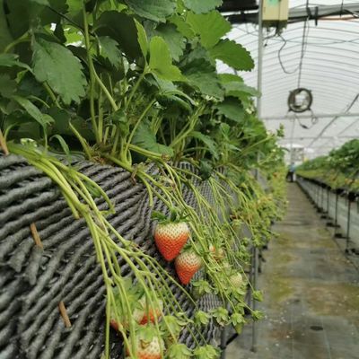 Stati Uniti Serra multi-span a pagamento completo con sistema di irrigazione a goccia e pagamento iniziale