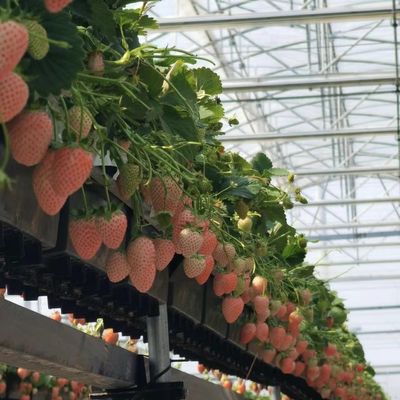 Soluzione di rendimento in serra multi-span personalizzata per la produzione vegetale idroponica