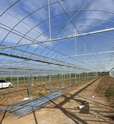 Soluzione di rendimento in serra multi-span personalizzata per la produzione vegetale idroponica