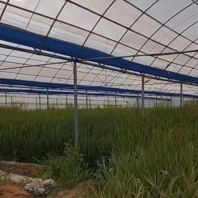 Soluzione di rendimento in serra multi-span personalizzata per la produzione vegetale idroponica