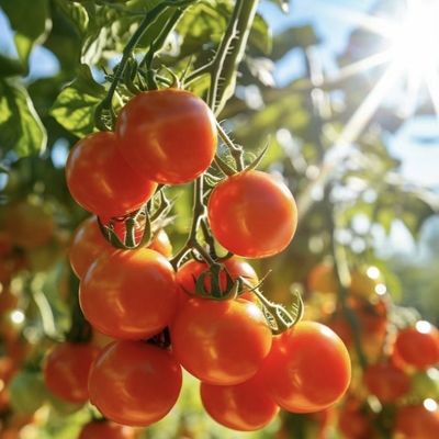 Soluzione di rendimento in serra multi-span personalizzata per la produzione vegetale idroponica