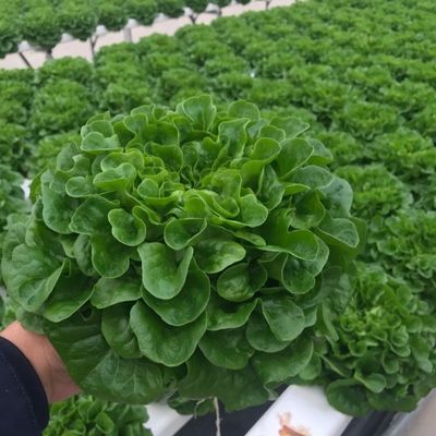 Soluzione di rendimento in serra multi-span personalizzata per la produzione vegetale idroponica