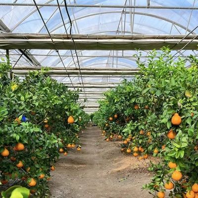 Serra multi-span con irrigazione avanzata sui costi di spedizione e tempi di consegna