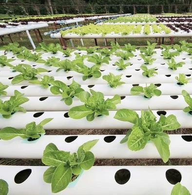 Serra multi-span con irrigazione avanzata sui costi di spedizione e tempi di consegna