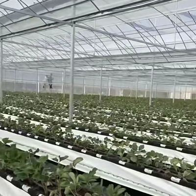 Serra commerciale con pacco di suolo a base di coccopee Dimensione 50,00cm * 60,00cm * 50,00cm