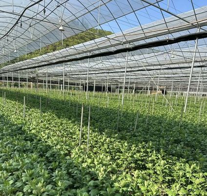 Serra multi-span per la produzione di ortaggi US 20/metro quadrato min. Esempi d'ordine