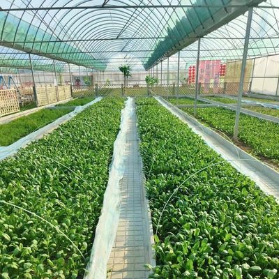 Serra per produzione di ortaggi Po film con sistema di ombreggiatura e rimborsi di 30 giorni