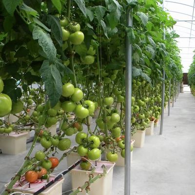 Serra a pellicola multi-spano per la coltivazione idroponica protegge le piante dai tempi difficili